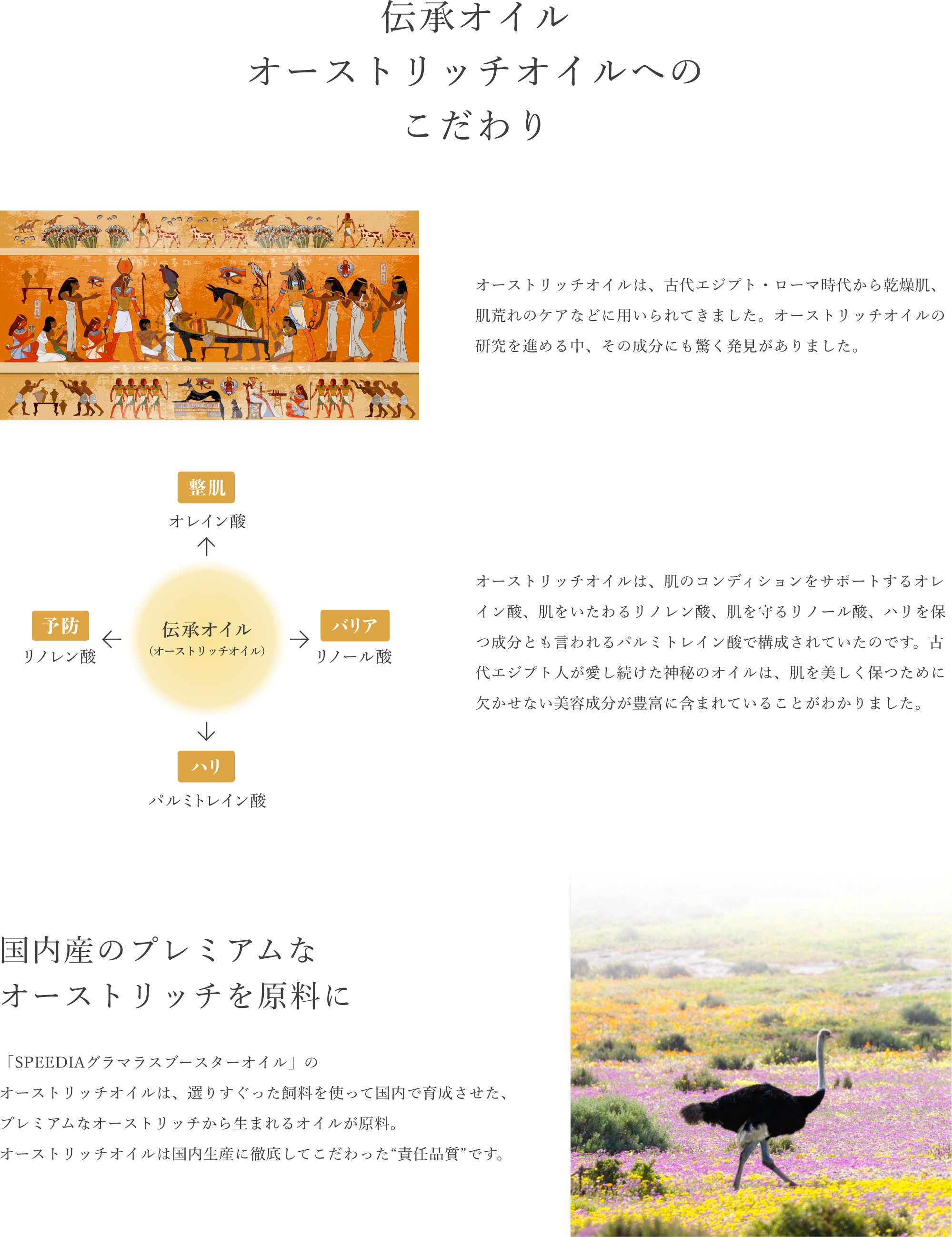 伝統オイル　オーストリッチオイルへのこだわり　オーストリッチオイルは、古代エジプト・ローマ時代から乾燥肌、肌荒れのケアなどに用いてきました。オーストリッチオイルの研究を進める中、その成分にも驚く発見がありました。オーストリッチオイルは、肌のコンディションをサポートするオレイン酸、肌をいたわるリノレン酸、肌を守るリノール酸、ハリを保つ成分ともいわれるパルミトレイン酸で構成されていたのです。古代エジプト人が愛し続けた神秘のオイルは、肌を美しく保つために欠かせない美容成分が豊富に含まれていることがわかりました。国内産のプレミアムなオーストリッチを原料にSPEEDIAグラマラスブースターオイルのオーストリッチオイルは、選りすぐった飼料を使って国内で育成された、プレミアムなオーストリッチから生まれるオイルが原料。オーストリッチオイルは国内生産に徹底してこだわった責任品質です。